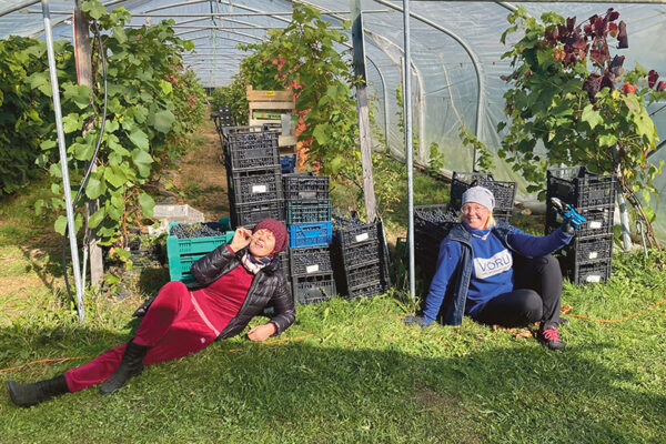 Taloss&otilde; Veinim&auml;e viinamar&rsquo;aaian