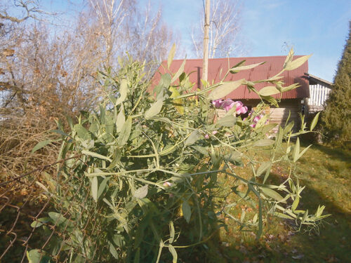 K&auml;gu tiid s&uuml;g&uuml;seilmast en&auml;mb ku t&otilde;s&otilde; tsirgu