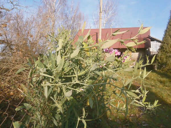 K&auml;gu tiid s&uuml;g&uuml;seilmast en&auml;mb ku t&otilde;s&otilde; tsirgu