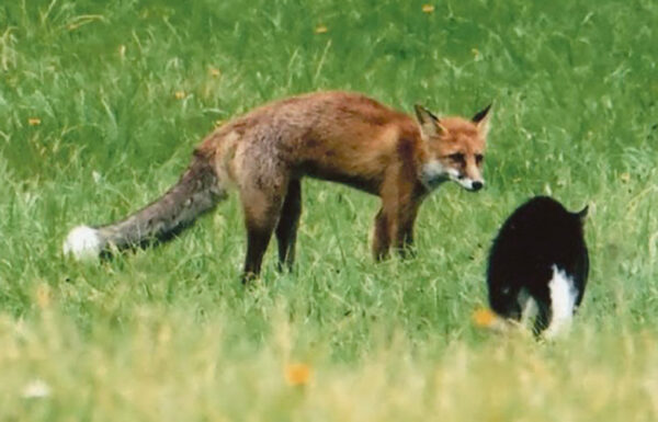 Reb&auml;ne vaht kassi