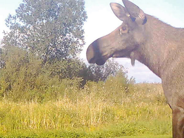 El&auml;jepark tar&otilde; &uuml;mbre