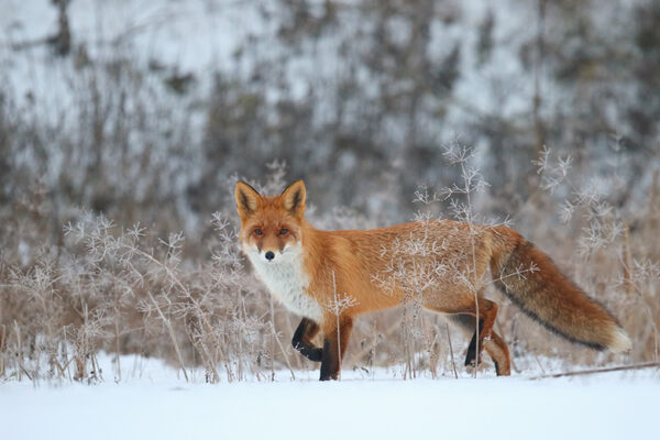 Reb&auml;sekrae, mi&auml; koolilats&otilde;l&otilde; h&auml;p&uuml; tekk&rsquo;