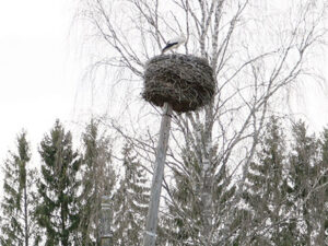 Kur&otilde;pes&auml; k&otilde;v&otilde;ra posti otsan