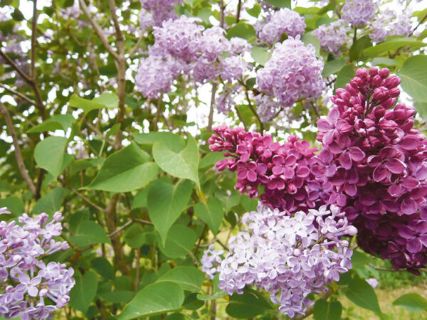 Sireliaig saa l&auml;bi