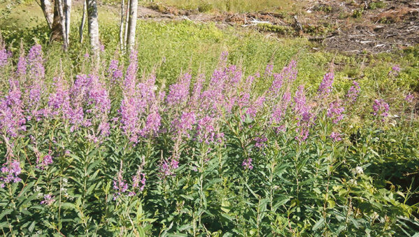 Kas om suv&otilde;hari vai -l&otilde;p&otilde;tus?