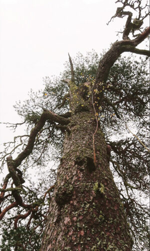 K&otilde;iv ped&auml;j&auml;t&uuml;ve p&auml;&auml;l