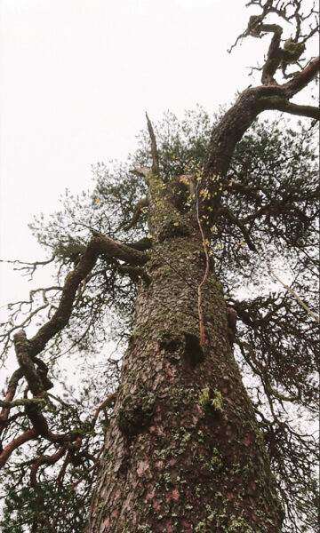 Kõiv pedäjätüve pääl