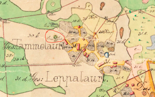 Tamm&otilde;-Lauri tamm vana kaardi p&auml;&auml;l