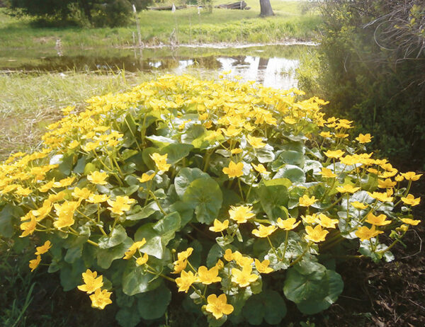 Häitsemise, tüürõõmu ja ilusõidõ mälestüisi aig