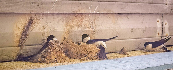 Pur’on luudusõ ilost