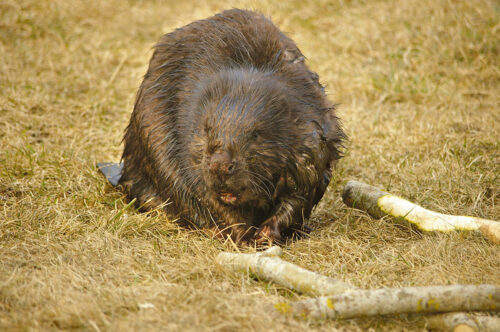 Koprapoig&otilde; n&auml;om&otilde;skmin&otilde;