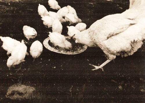 K&uuml;mme koto: edim&auml;ne kodo