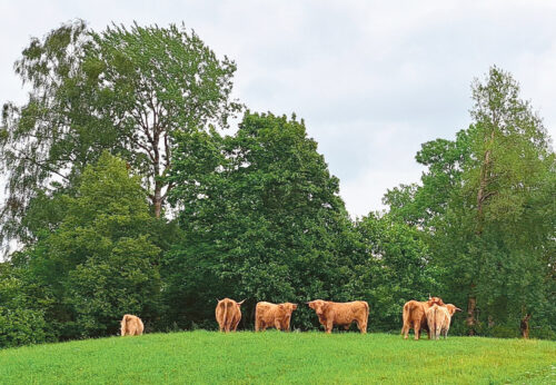 H&auml;ie inemiisi ja kin&auml; luudus&otilde; maal Karulan
