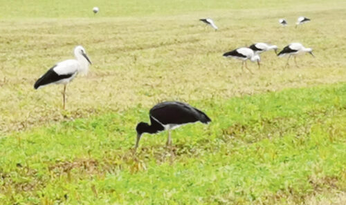 Must toon&otilde;kurg &uuml;ten valgid&otilde; toon&otilde;kurgiga
