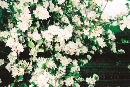 K&uuml;mme koto. Viies kodo