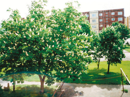 K&uuml;mme koto. Kuvv&otilde;s kodo