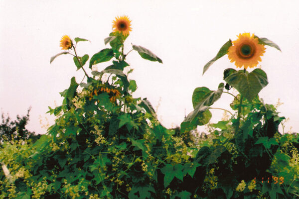 K&uuml;mme koto. S&auml;itsmes kodo