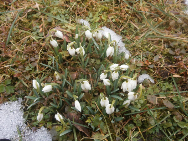 Talv tull&rsquo; per&auml;k&otilde;rd &otilde;ks enne kev&auml;jet k&otilde;rras platsi