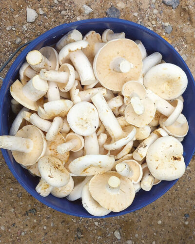 Timahava om ollu ummamuudu seeneaig