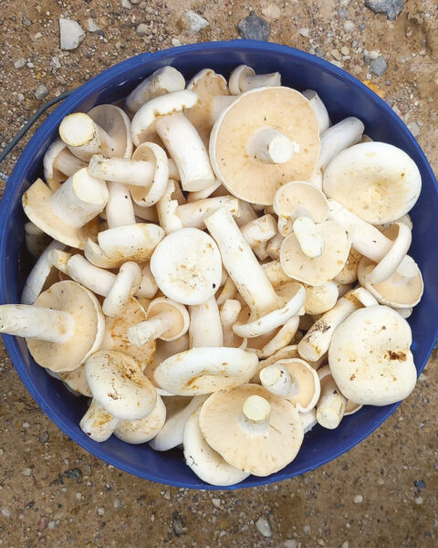 Timahava om ollu ummamuudu seeneaig