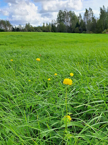 Kull&otilde;rkukuaig!