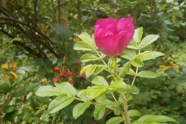 Tinavaastan&otilde; suvi n&auml;&uuml;d&auml;s&rsquo;, et Eestimaa om &otilde;ks v&auml;ega suur