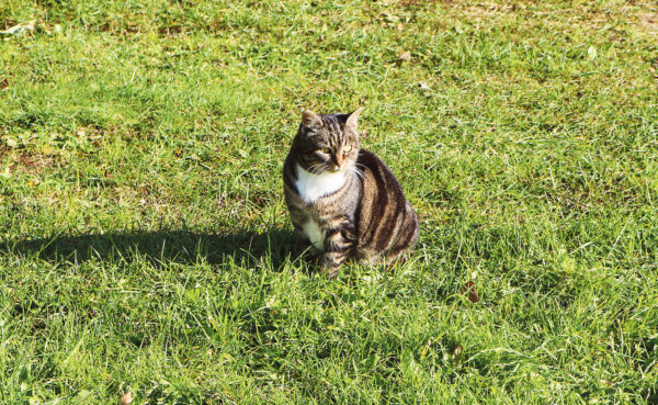 Luudust ja el&auml;jeid hoitma opitas jo lats&otilde;n