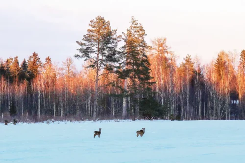 Seo talv&otilde; ilu, valu ja targutamis&otilde;