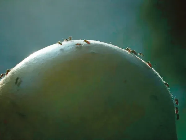 Kaemi alla, oro p&otilde;hja!