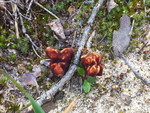 Kev&auml;j&auml;dse seene nakkas&otilde; joba tul&otilde;ma